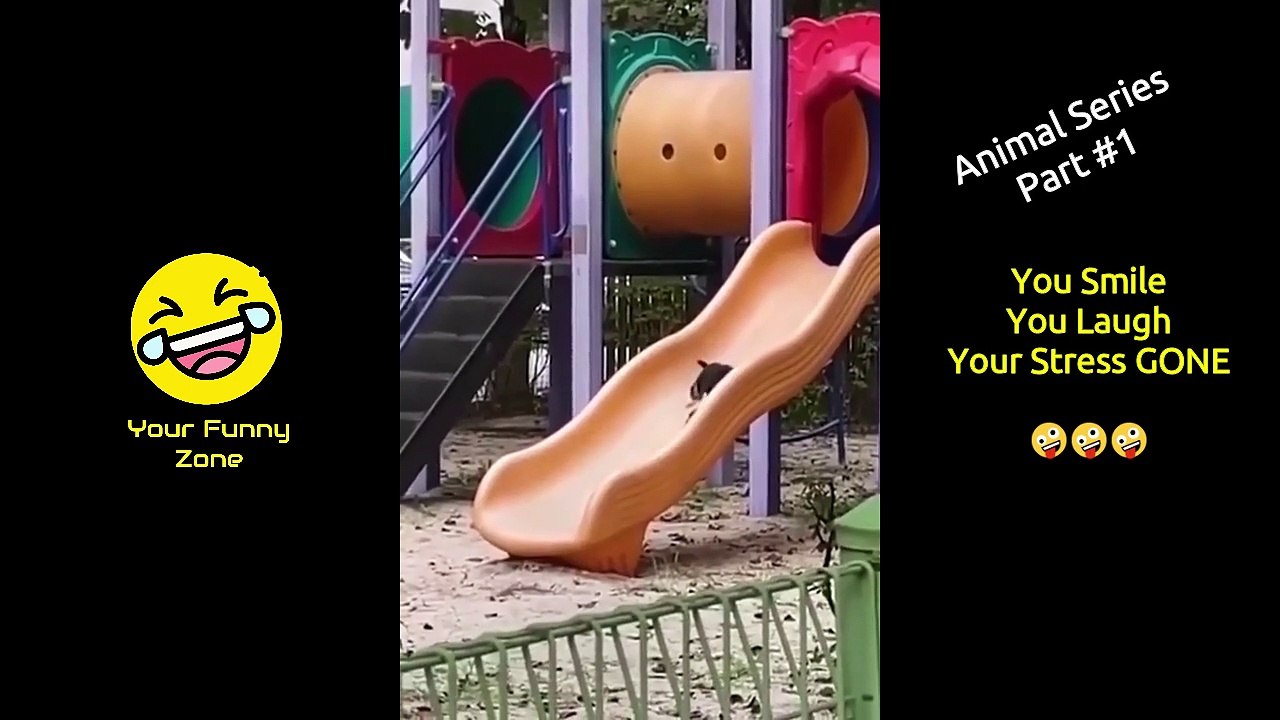 Funniest Animal Video - Will Make You Smile, Laugh, & Your Stress GONE ● P1 ● Your Funny Zone