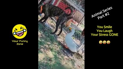 Funniest Animal Video - Will Make You Smile, Laugh, & Your Stress GONE ● P2 ● Your Funny Zone