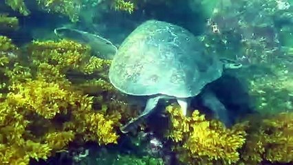 Ecuador_ Green Turtle, Galapagos(2)