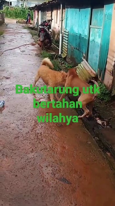 Dogs fighting each other lovingly seeing two hot dogs angryly smashing each other with huge big teeth grabing the neck