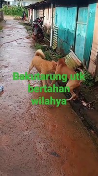 Dogs fighting each other lovingly seeing two hot dogs angryly smashing each other with huge big teeth grabing the neck