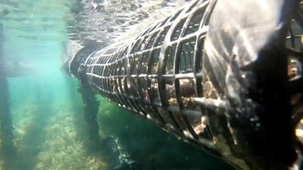 Virus outbreak devastates South Australia's Coffin Bay oyster industry