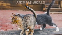Interesting animals, life sounds, birds, cats, dogs, horses, chickens, elephants, tiger!