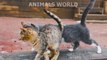 Interesting animals, life sounds, birds, cats, dogs, horses, chickens, elephants, tiger!