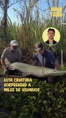 Alligator gar: una extraña especie de pez con aspecto de cocodrilo