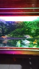 ikan angel fish yang unik #ikanhias #ikanairtawar #shorts