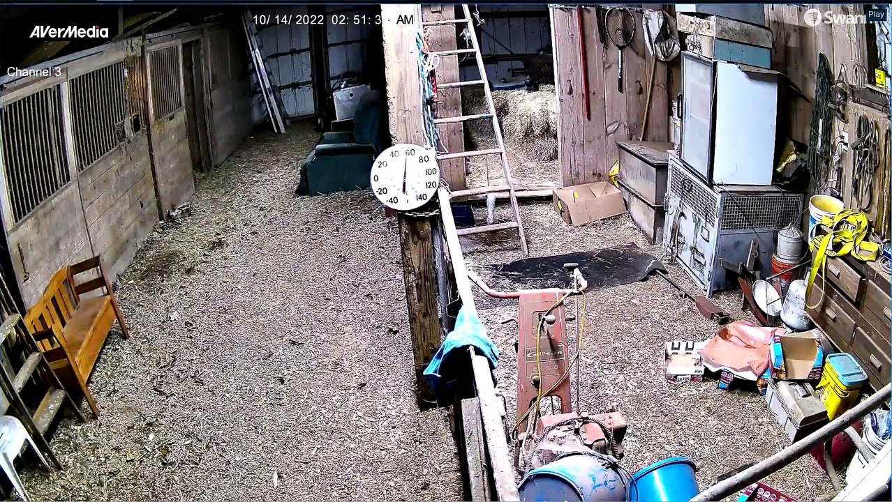 Bear Follows Mini Donkey into Barn and Chases it Out