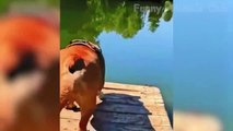 Funny Animal Videos 2022  - Funniest Cats And Dogs Videos