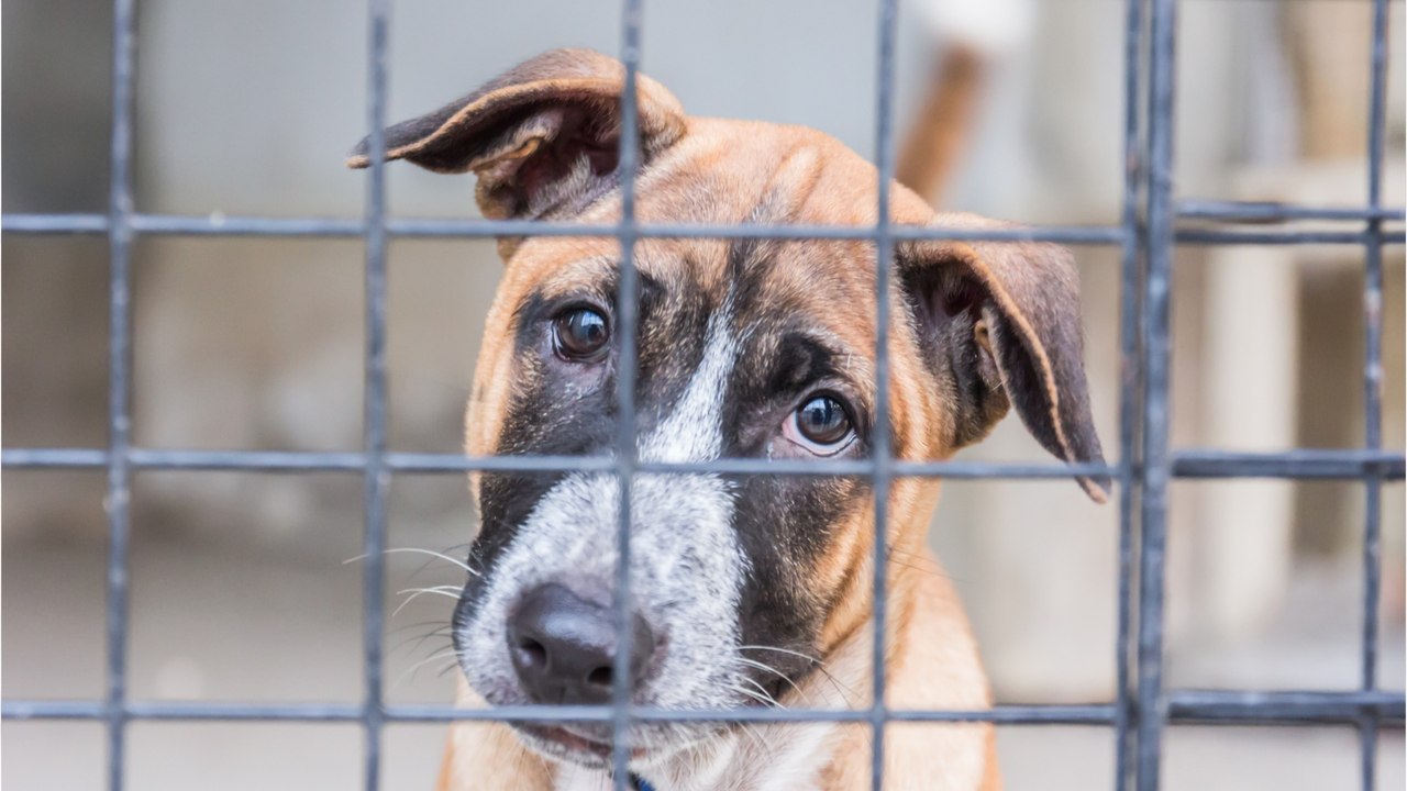 A unique dog with no nose spends five years in kennels as no one wants him