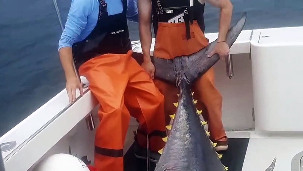 Strike vidio  _ Monster Tuna _