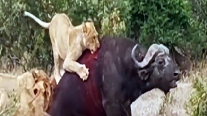 seekor banteng yang malang,di keroyok beberapa ekor singa kelaparan