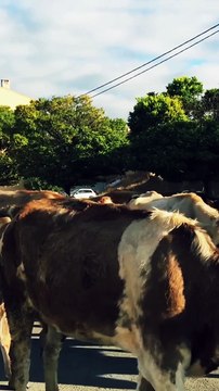 Mengenal hewan sapi dan suaranya