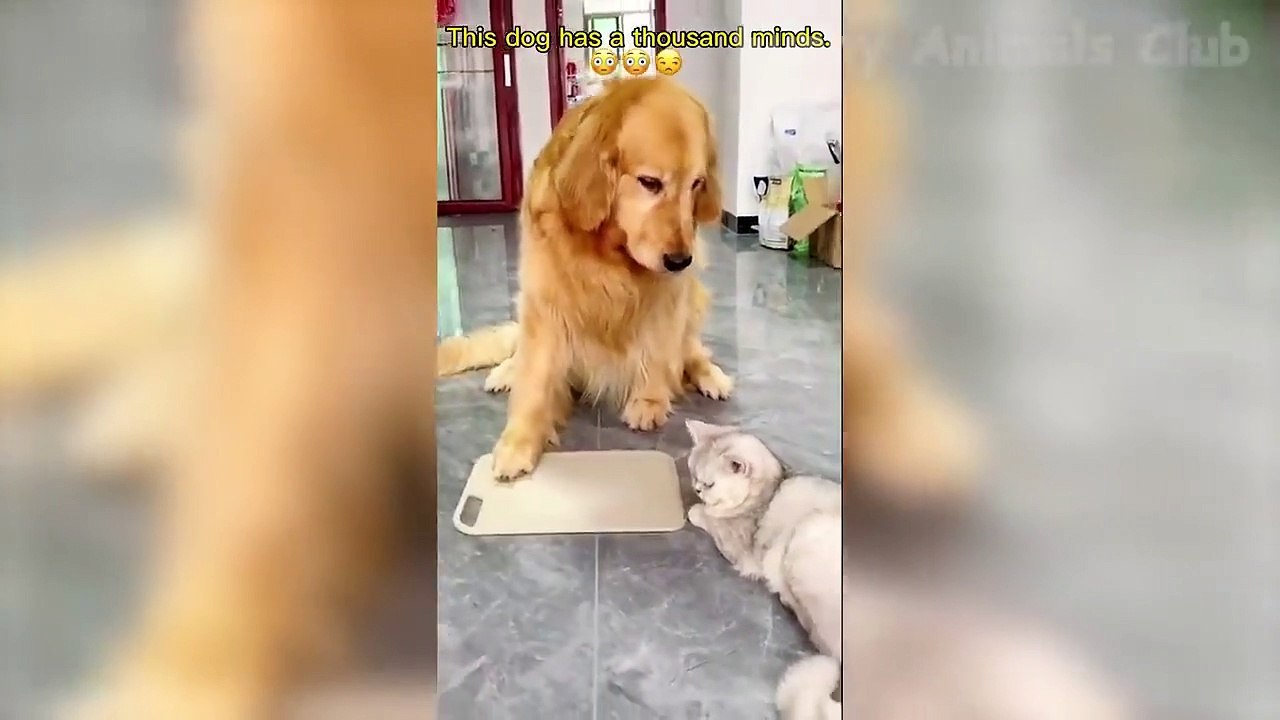 Funny Animal Videos 2022  - Funniest Cats And Dogs Videos
