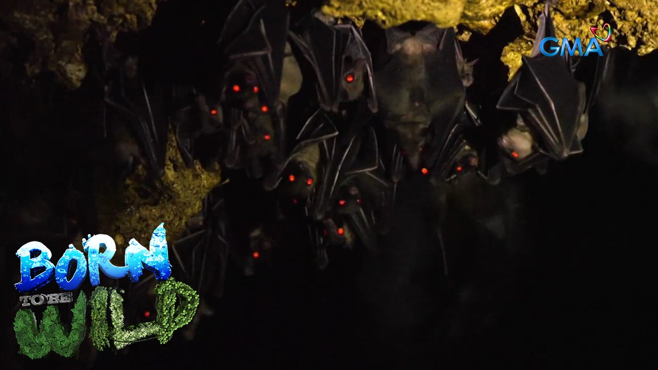 Creatures of the dark: bats, snakes, and crows | Born to be Wild