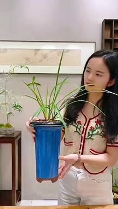 Bonsai Art - Home & Garden Decoration - 369 Ecology News