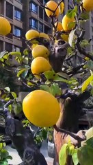 Bonsai Art - Home & Garden Decoration - 369 Ecology News