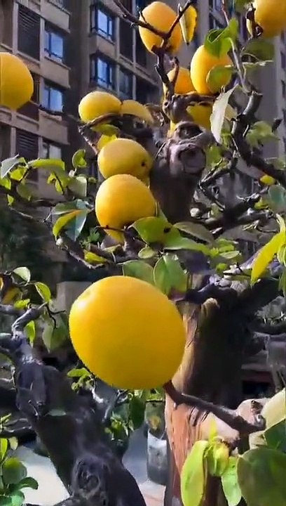 Bonsai Art - Home & Garden Decoration - 369 Ecology News