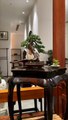 Bonsai Art - Home & Garden Decoration - 369 Ecology News