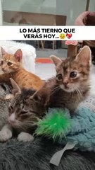 ¡Creo que he visto un lindo gatito!