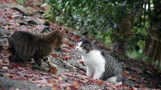 ANOTHER CAT FIGHT