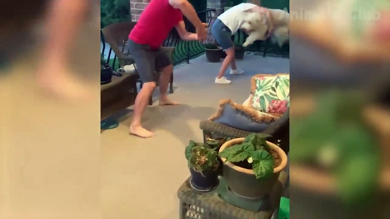 Funny Animal Videos 2022  - Funniest Cats And Dogs Videos