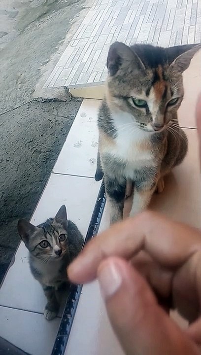 Kucing penyabar