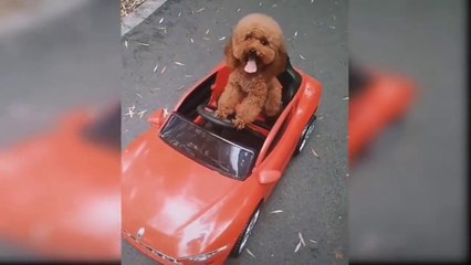 Playing Toy Reaction of Funny and Cute Dogs
