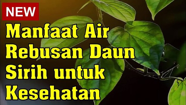 Manfaat Air Rebusan Daun Sirih untuk Kesehatan_480p
