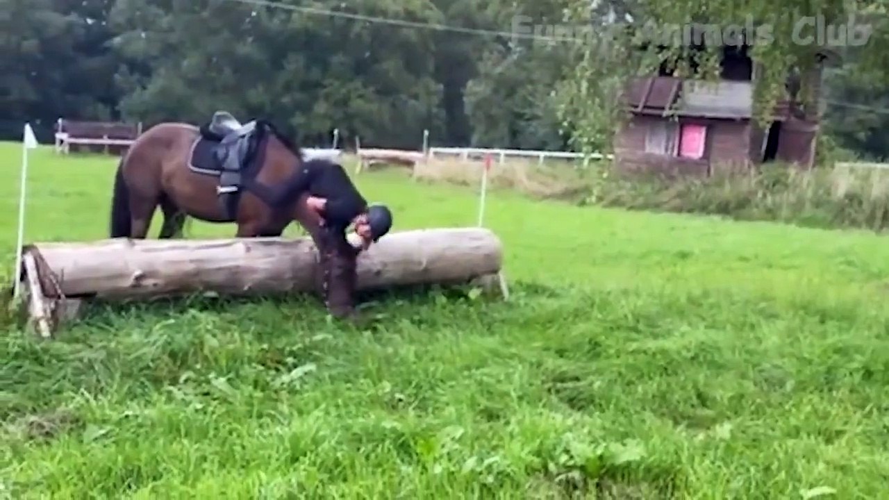 Funny Animal Videos 2022  - Best Dogs And Cats Videos  #23