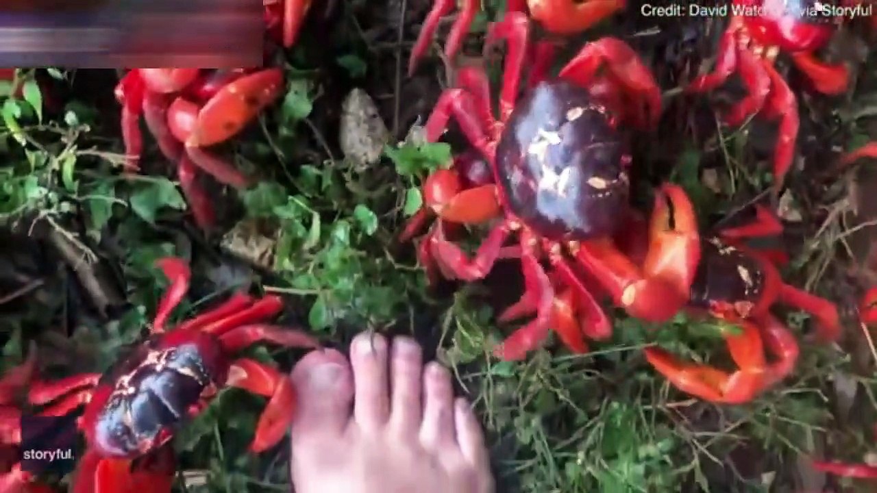 Millions of crabs begin their annual migration in Australia