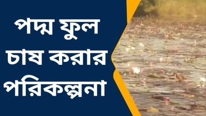 পুরুলিয়া:পদ্ম ফুল চাষ করার পরিকল্পনা