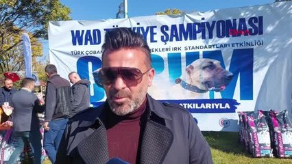 ÇORUM'DA TÜRK ÇOBAN KÖPEĞİ IRKLARI BİRİNCİLİK İÇİN YARIŞTI