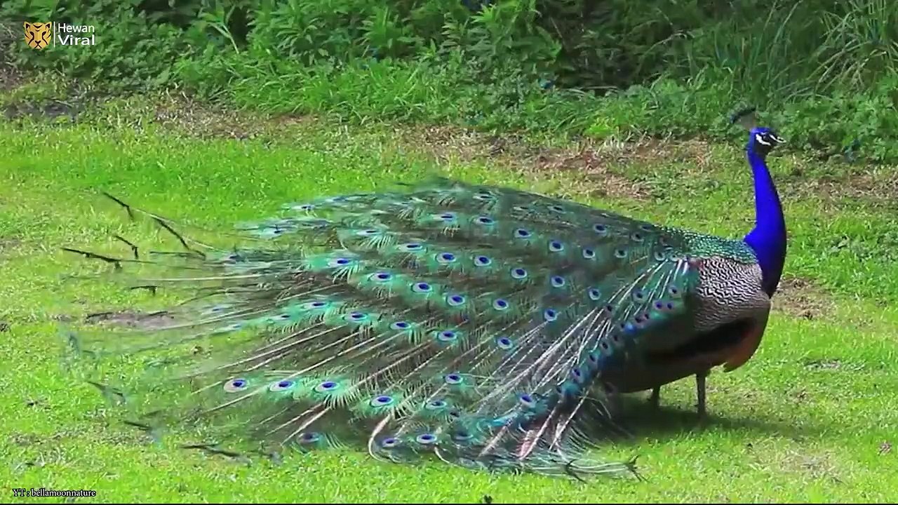 10 Burung Merak Tercantik Di Dunia Dengan Segala Keindahannya Video