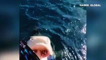 Köpek balığından saniyelerle kurtuluşunu kaydetti! İzlenme rekoru kırdı