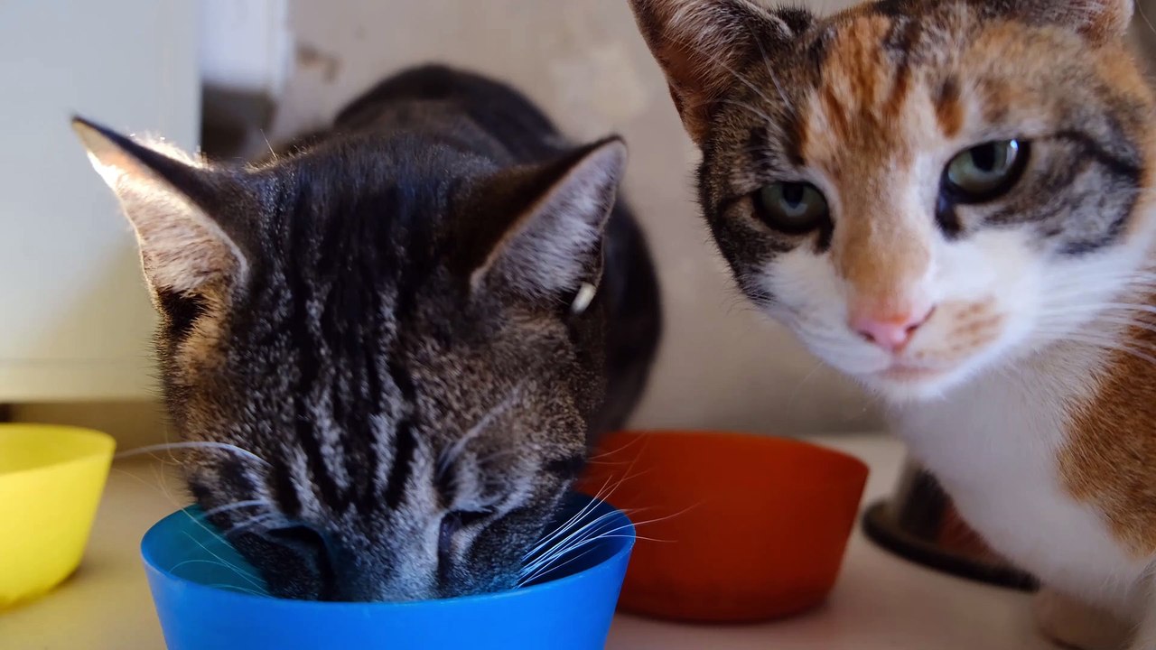 Fanny cats and dogs cute cats fanny animal