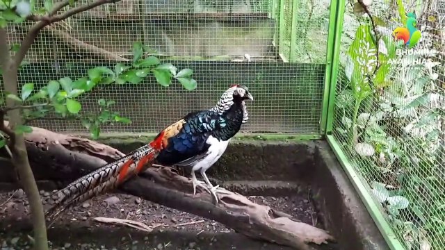 JENIS-JENIS AYAM PHEASANT TERPOPULER - MOST BEAUTIFUL PHEASANTS - TYPES OF PHEASANT