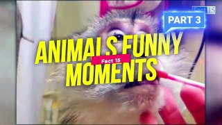 इन जानवरों से पंगा ना बाबा ना ----.... Funny Animals Video 2022
