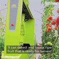 MetoMotion greenhouse robotic tomato harvester (This robot can harvest tomatoes without damaging them.)