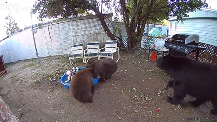 Bears Play in the Backyard