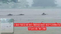 A man forced his way through waist-deep floodwater to save his two cows |  SINUONG ANG BAHA!