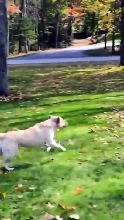 Funny Animals fails #Shorts