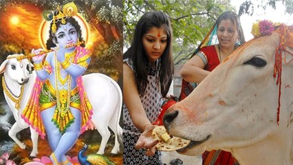 Gopashtami 2022 : गोपाष्टमी के दिन गाय को क्या खिलाना चाहिए । Boldsky*Religious