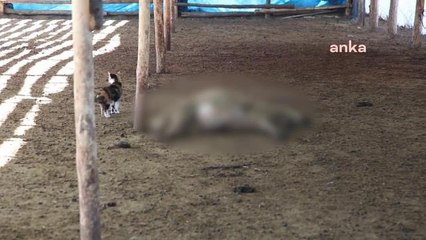 Malatya'da Ağıla Giren Kurt 47 Koyunu Telef Etti. Koyunların Sahibi Vatandaş: "Girdi Maliyetlerinden Zaten Zararımız Var, Bir de Bu Olayı Yaşadık"