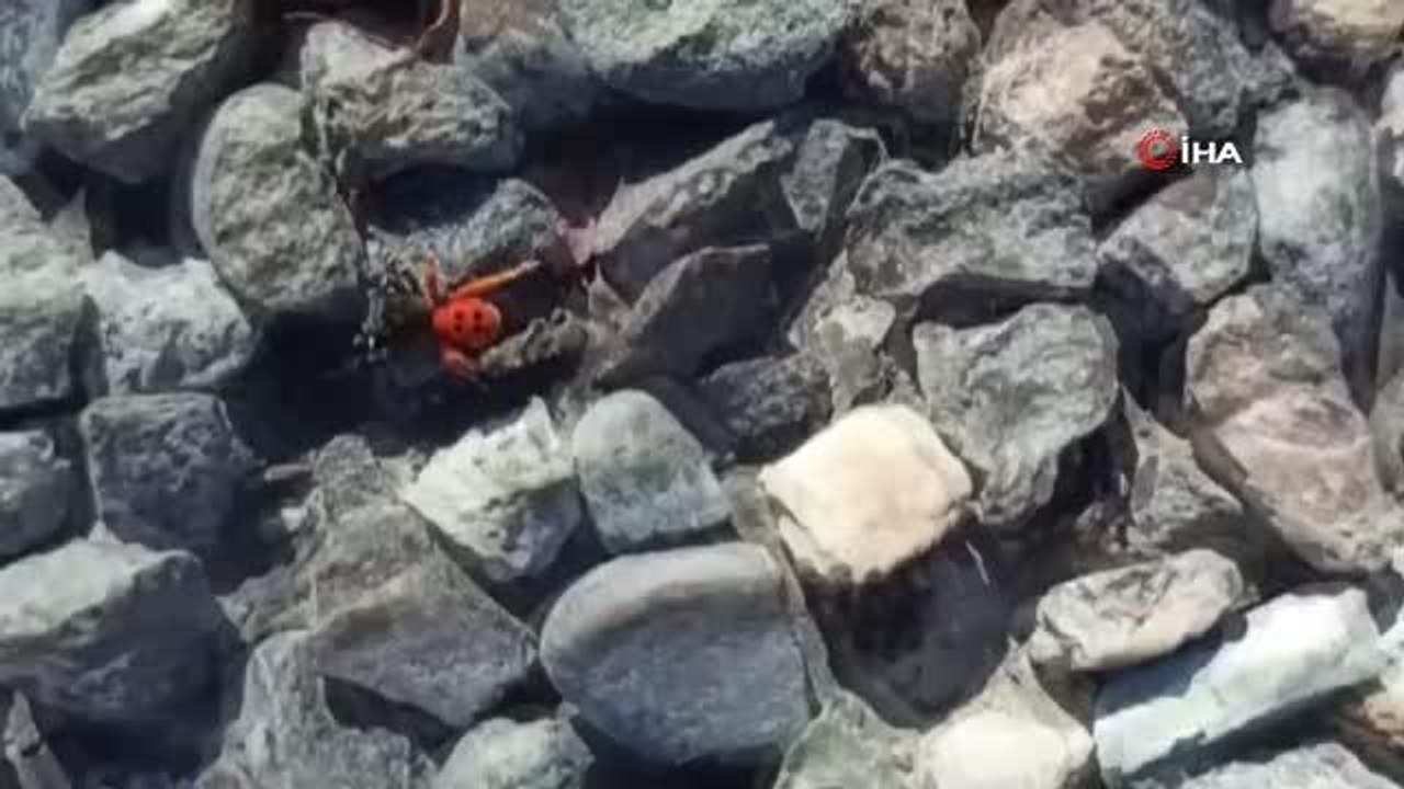 Elazığ'da zehirli uğur böceği örümceği böyle görüntülendi