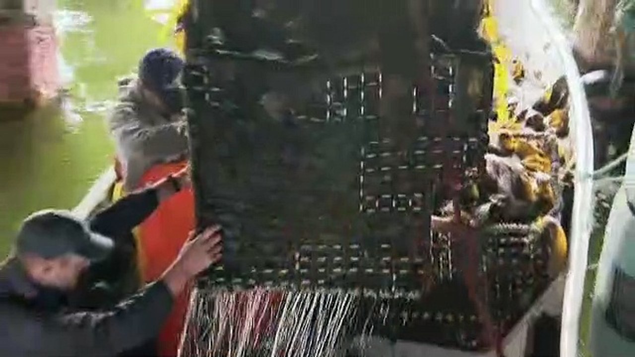 Dirty Jobs - Arbeit, die keiner machen will Staffel 2 Folge 24 HD Deutsch