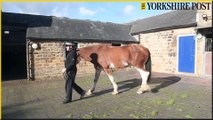 Meet South Yorkshire Police's horses who make police work approachable