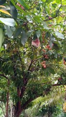 Jambu madu Kalimantan