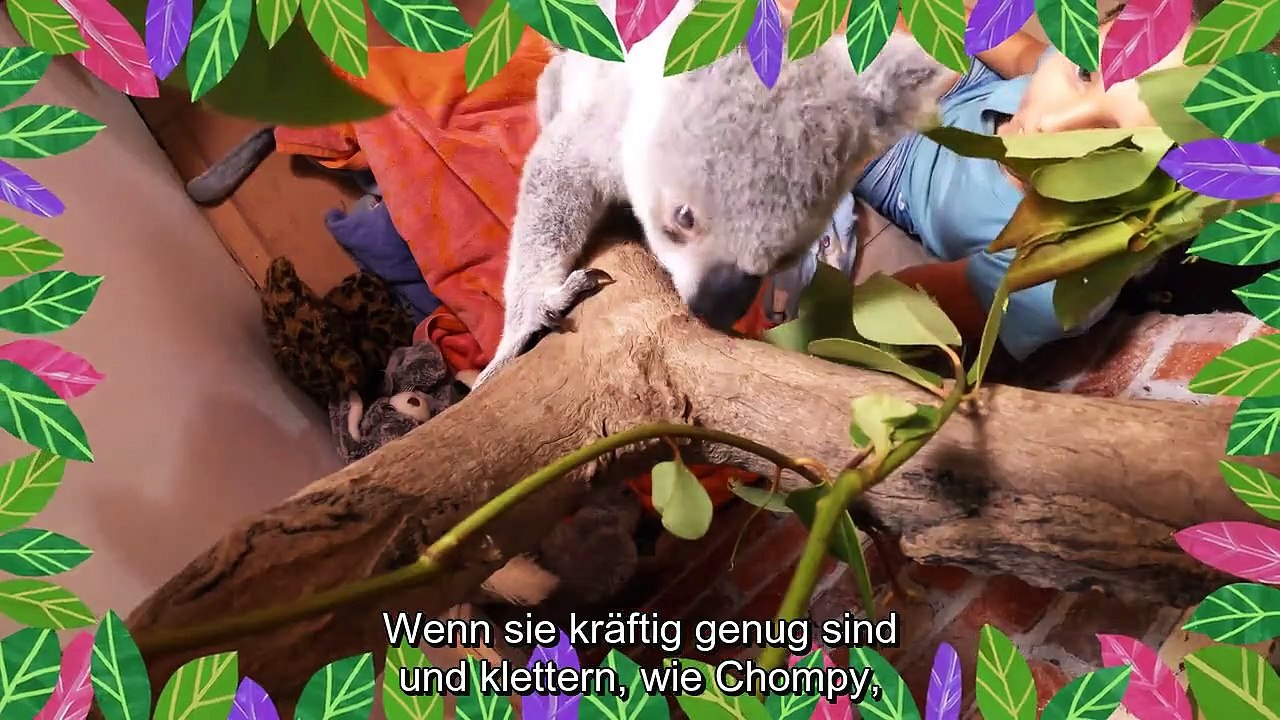 Izzy und die Koalas Staffel 2 Folge 8 HD Deutsch