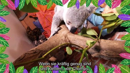 Izzy und die Koalas Staffel 2 Folge 8 HD Deutsch