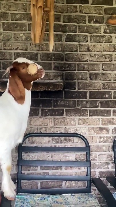 A Musical Goat